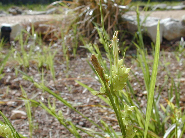 Carex cherokeensis (Cherokee sedge) #12920