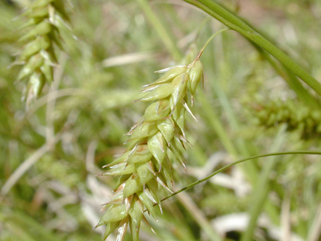 Carex cherokeensis (Cherokee sedge) #12924