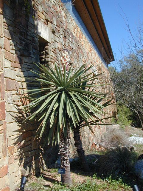 Yucca treculeana (Spanish dagger) #12927
