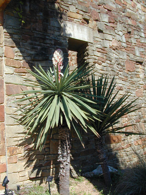 Yucca treculeana (Spanish dagger) #12928
