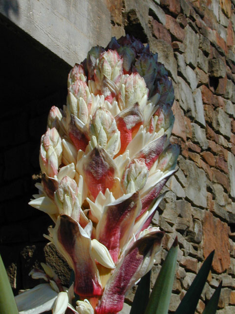 Yucca treculeana (Spanish dagger) #12930