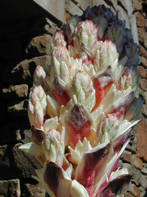 Yucca treculeana (Spanish dagger) #12931