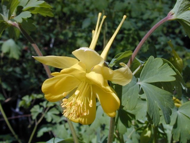 Aquilegia chrysantha var. hinckleyana (Hinckley's golden columbine) #12944
