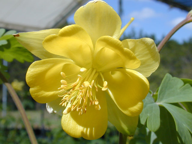Aquilegia chrysantha var. hinckleyana (Hinckley's golden columbine) #12945