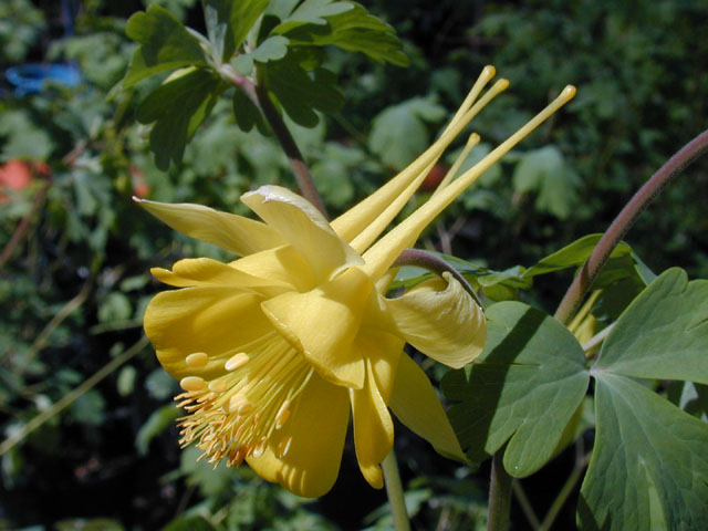 Aquilegia chrysantha var. hinckleyana (Hinckley's golden columbine) #12946