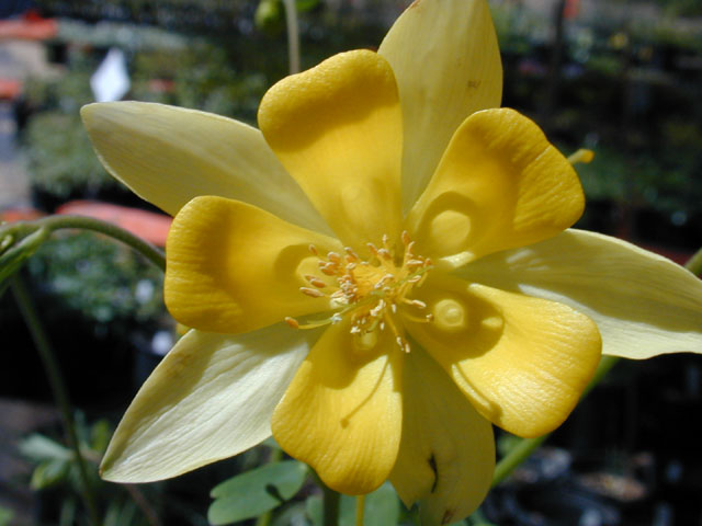 Aquilegia chrysantha var. hinckleyana (Hinckley's golden columbine) #12947