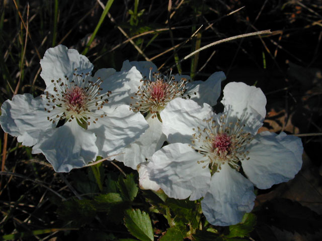 Rubus trivialis (Southern dewberry) #12986
