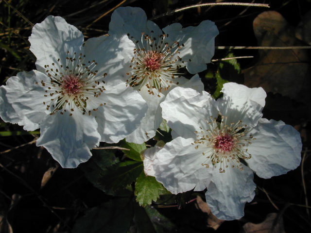 Rubus trivialis (Southern dewberry) #12987