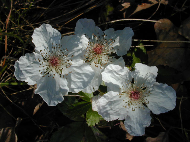 Rubus trivialis (Southern dewberry) #12988