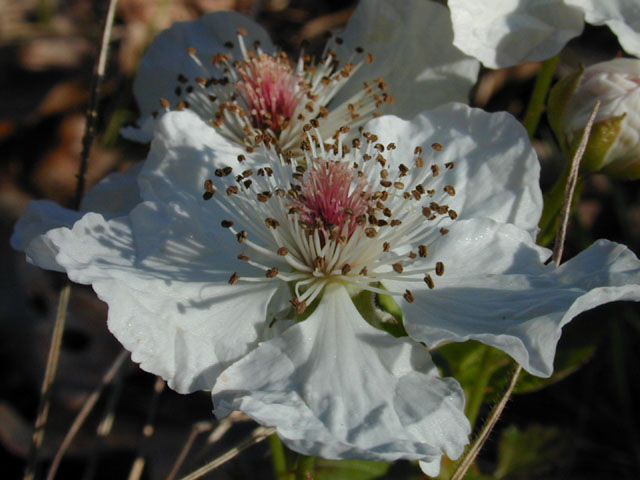 Rubus trivialis (Southern dewberry) #12989