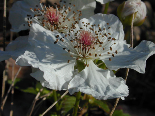 Rubus trivialis (Southern dewberry) #12990