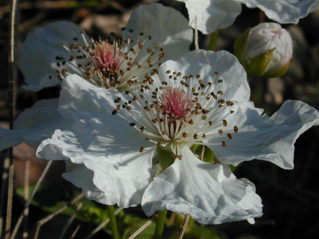 Rubus trivialis (Southern dewberry) #12991