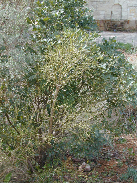 Sophora secundiflora (Texas mountain laurel) #12997