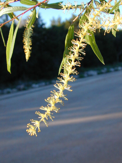 Salix nigra (Black willow) #13013