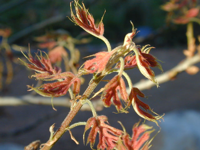 Quercus buckleyi (Texas red oak) #13016