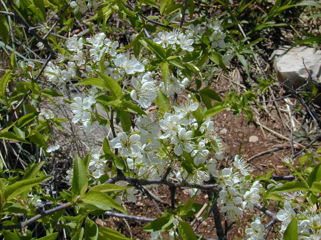 Prunus rivularis (River plum) #13046