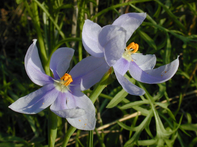 Nemastylis geminiflora (Prairie celestials) #13097