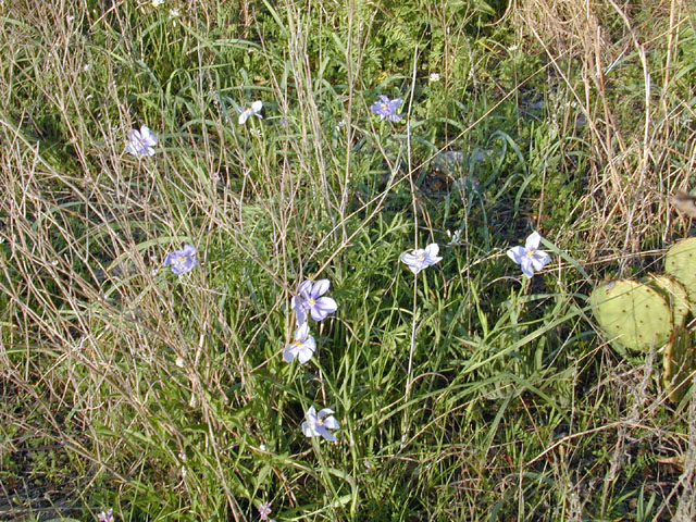 Nemastylis geminiflora (Prairie celestials) #13098