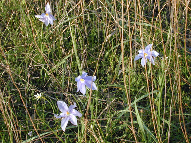 Nemastylis geminiflora (Prairie celestials) #13099