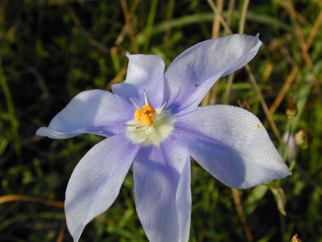 Nemastylis geminiflora (Prairie celestials) #13100