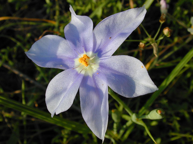 Nemastylis geminiflora (Prairie celestials) #13101
