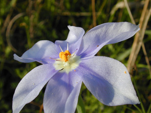 Nemastylis geminiflora (Prairie celestials) #13102