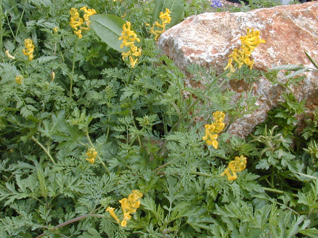 Corydalis curvisiliqua (Curvepod fumewort) #13106