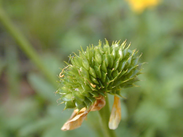 Ranunculus macranthus (Large buttercup) #13153