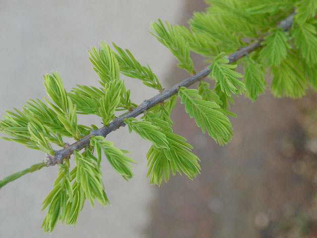 Taxodium distichum (Bald cypress) #13163
