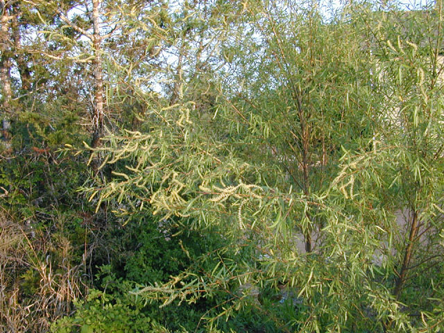 Salix nigra (Black willow) #13167