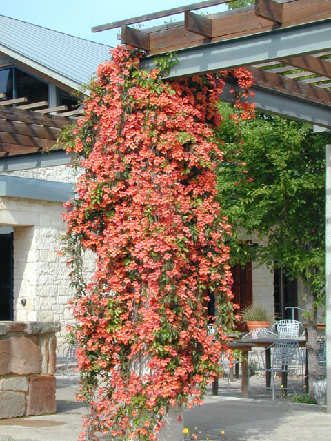 Bignonia capreolata (Crossvine) #13169