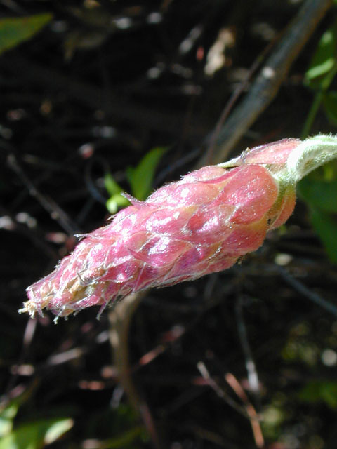 Wisteria frutescens (American wisteria) #13174