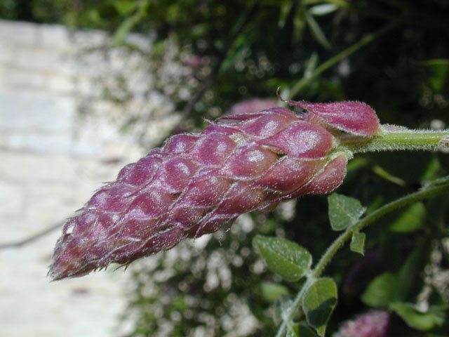 Wisteria frutescens (American wisteria) #13176