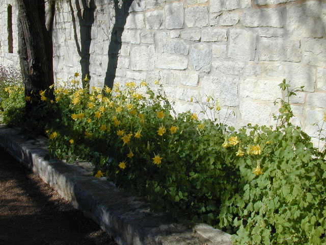 Aquilegia chrysantha var. hinckleyana (Hinckley's golden columbine) #13198