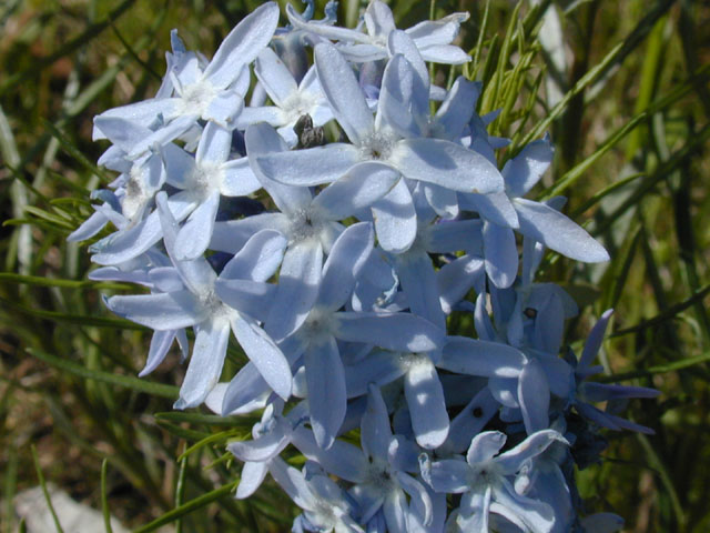 Amsonia ciliata (Fringed bluestar) #13200