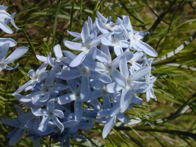 Amsonia ciliata (Fringed bluestar) #13201