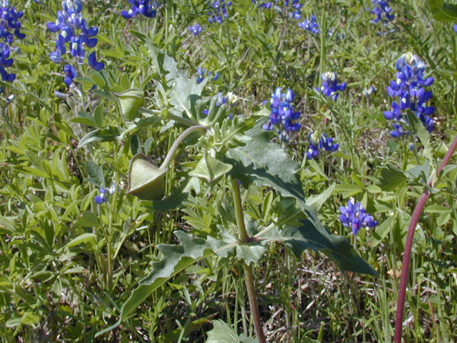 Tetragonotheca texana (Squarebud daisy) #13214