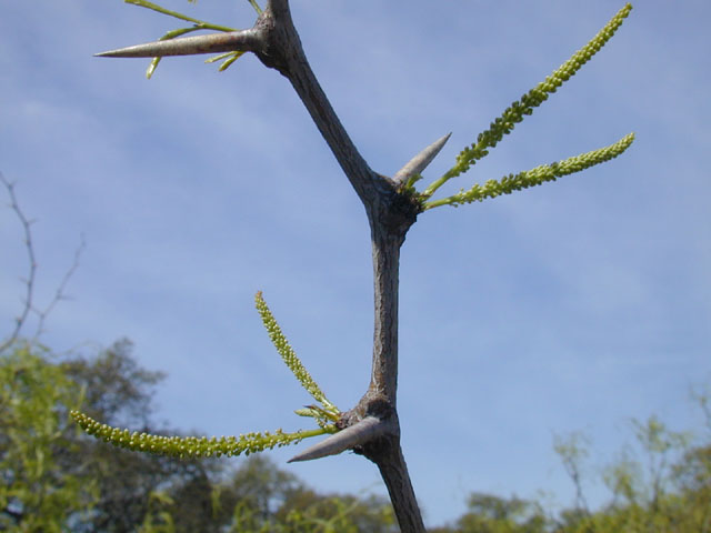 Prosopis glandulosa (Honey mesquite) #13215