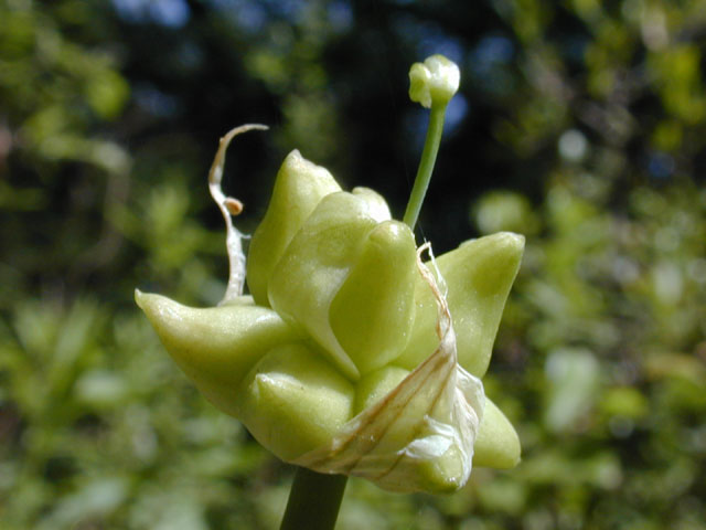 Allium canadense var. canadense (Meadow garlic) #13216