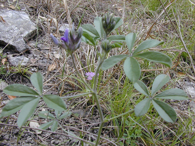 Pediomelum latestipulatum var. latestipulatum (Texas plains indian breadroot) #13224