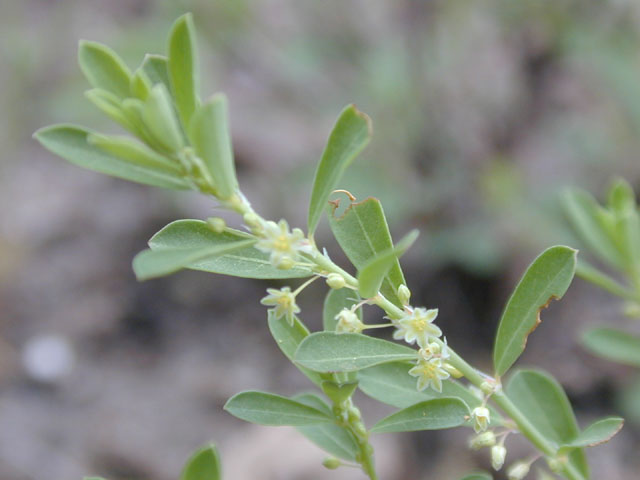 Phyllanthus polygonoides (Smartweed leaf-flower) #13225