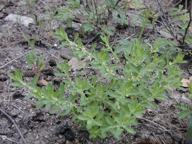 Phyllanthus polygonoides (Smartweed leaf-flower) #13226