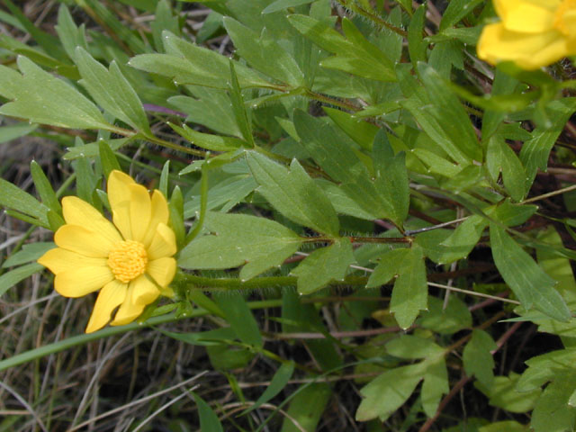 Ranunculus macranthus (Large buttercup) #13232