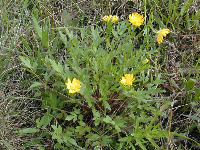 Ranunculus macranthus (Large buttercup) #13233