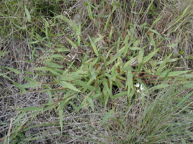 Dichanthelium sphaerocarpon (Roundseed panicgrass) #13234