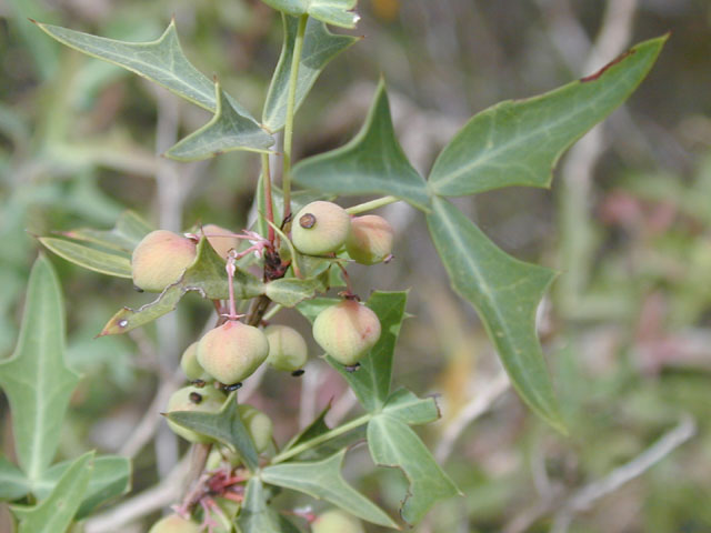 Mahonia trifoliolata (Agarita) #13243