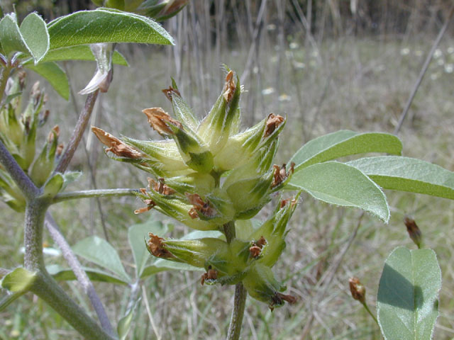 Pediomelum latestipulatum var. appressum (Texas plains indian breadroot) #13255