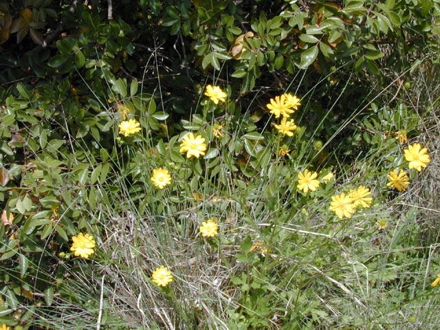 Ranunculus macranthus (Large buttercup) #13265