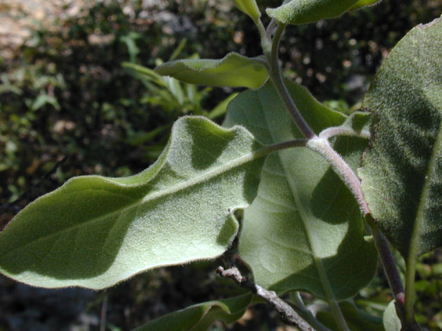 Garrya ovata ssp. lindheimeri (Lindheimer's silktassel) #13273