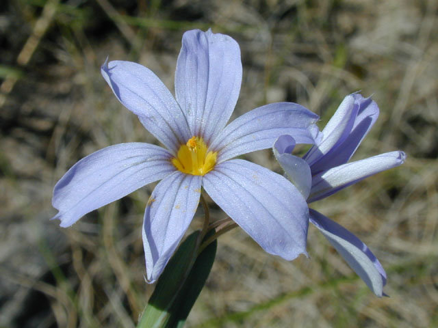 Sisyrinchium chilense (Swordleaf blue-eyed grass) #13274
